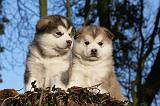 ALASKAN MALAMUTE 567
